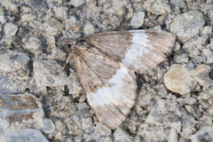Spargania luctuata