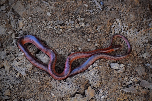 Photo of a Black-striped Snake (nigrostriatus) (Cryptophis nigrostriatus)