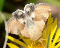Heliothis