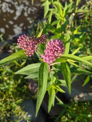 Asclepias incarnata