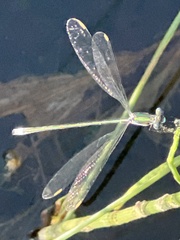 Lestes inaequalis