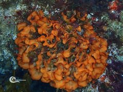 Pentapora foliacea