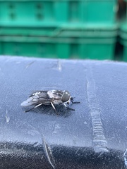 Tabanus trimaculatus