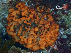Pentapora foliacea