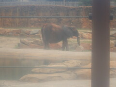 Elephantidae