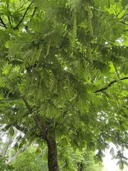 Pterocarya