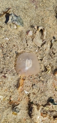Maricola