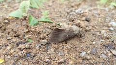 Dendrolimus superans sibiricus