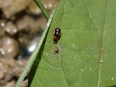 Colotes maculatus