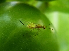 Megastigmus aculeatus