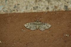 Eupithecia laquaearia