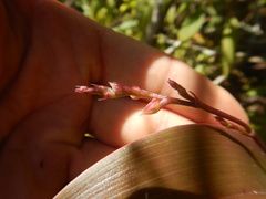 Polystachya cultriformis