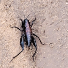 Udeopsylla robusta