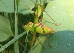 Leptophyes laticauda