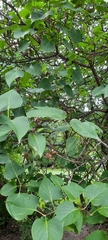 Syringa vulgaris