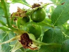 Megastigmus aculeatus