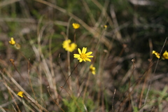 Euryops munitus