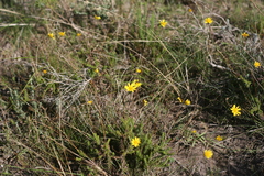 Euryops munitus