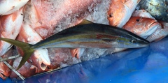 Elagatis bipinnulata