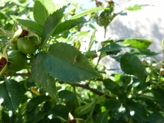 Megastigmus aculeatus