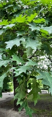 Quercus rubra