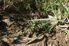 Lampranthus deflexus