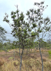 Grevillea parallela