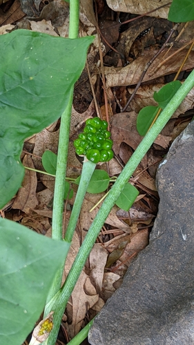 Arisaema triphyllum
