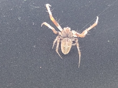 Metepeira labyrinthea