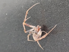 Metepeira labyrinthea