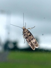 Bryotropha domestica