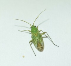 Oncotylus punctipes