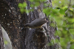 Cinclocerthia gutturalis