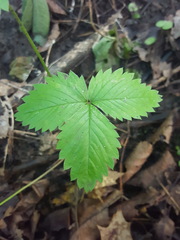 Fragaria vesca americana
