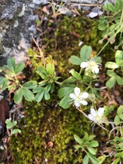 Sibbaldiopsis