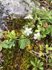 Sibbaldiopsis