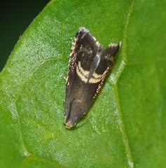 Grapholita interstinctana