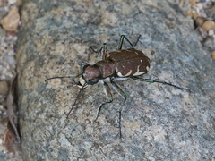 Cicindela ancocisconensis