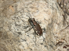 Cicindela ancocisconensis