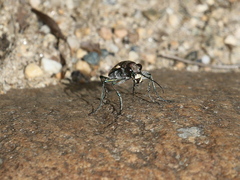 Cicindela ancocisconensis