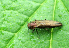 Agrilus cuprescens