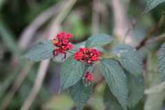 Lantana