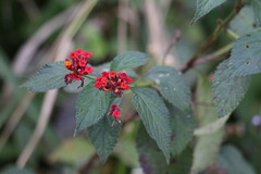 Lantana
