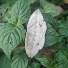 Cyclidia substigmaria