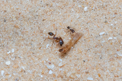 Pheidole