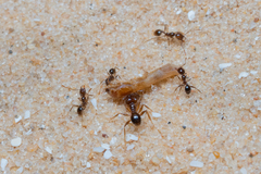 Pheidole