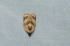 Adoxophyes privatana