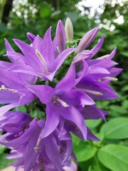 Campanula rapunculoides