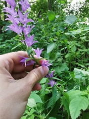 Campanula rapunculoides