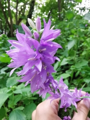 Campanula rapunculoides